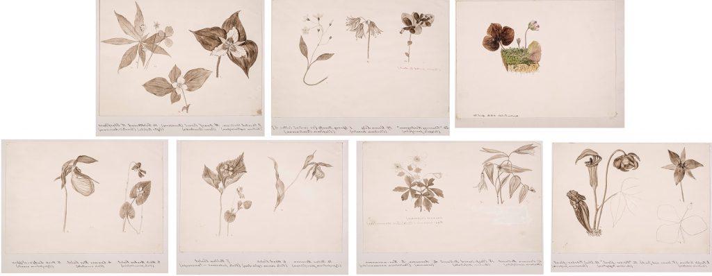 亨利·戴维斯·迈诺特的花卉速写
