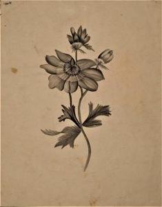 flower, drawing